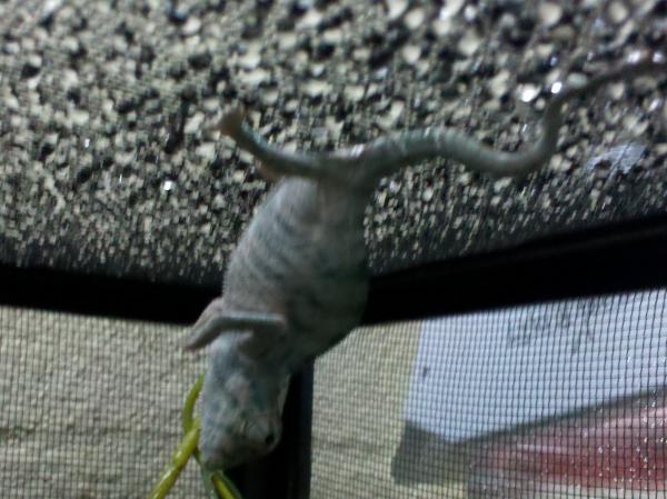 IMG 20120503 110422
This is Blurberry our new addition he is a nosy be panther and so adorable, the most beautiful stunning blue when he soaks up the