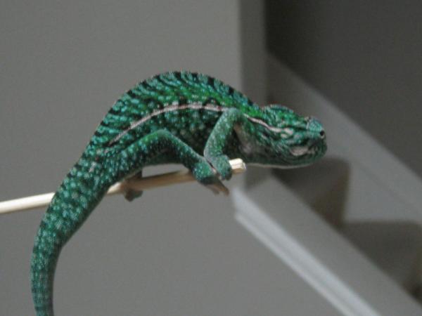 IMG 3741