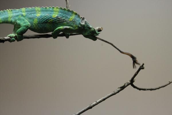 IMG 3852
