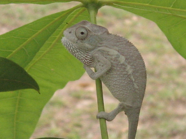 IMG 4340 1    Mateo - Getting MAD