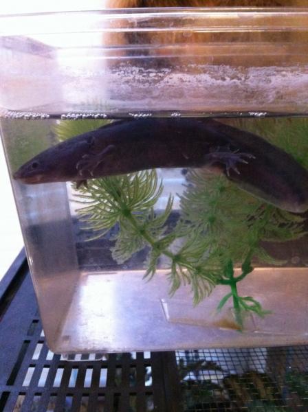 IMG 5410
Toothless waiting for his tank to be cleaned.