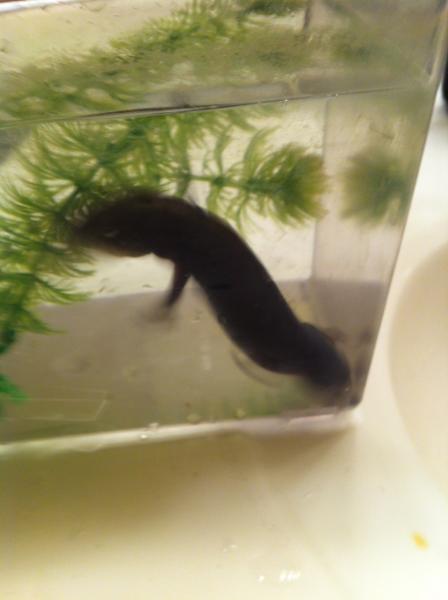 IMG 7709
Toothless waiting for his tank to be cleaned.