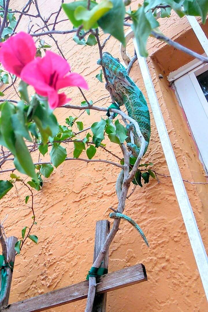 IMG_20200801_100657.jpg