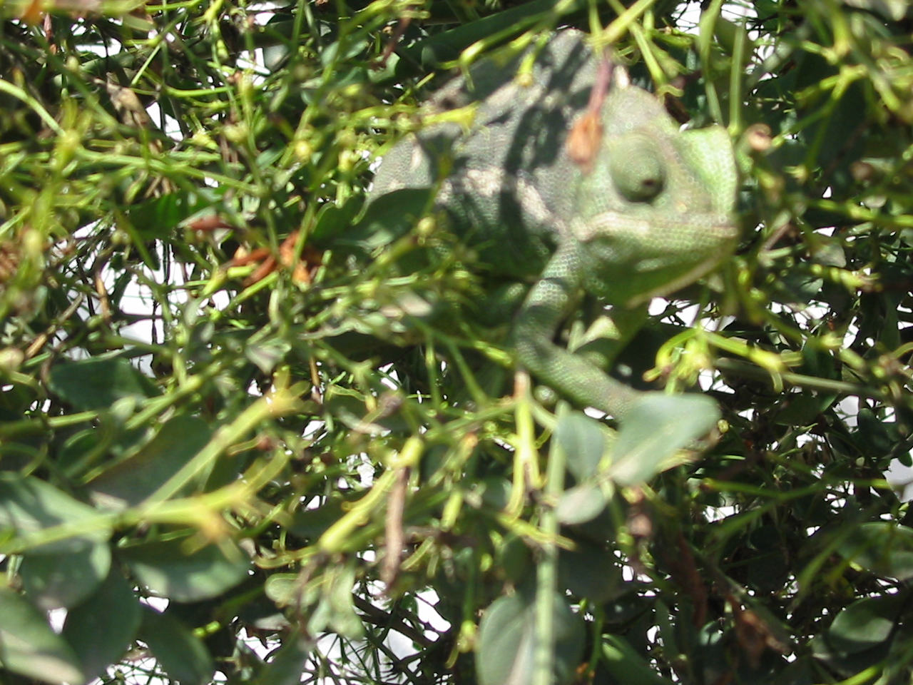 In A Jasmine Tree