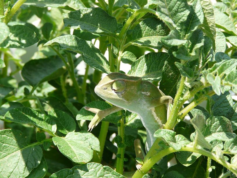 In A Potato Plant