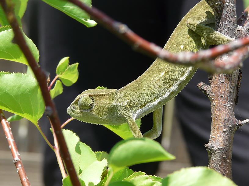 In A Tree