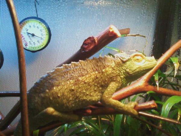 In dedication to my beloved Creature. R.I.P Creature.
2011-2/20/12