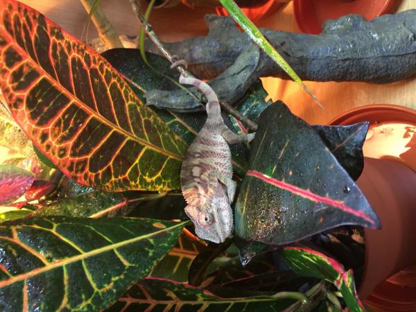 In his Croton