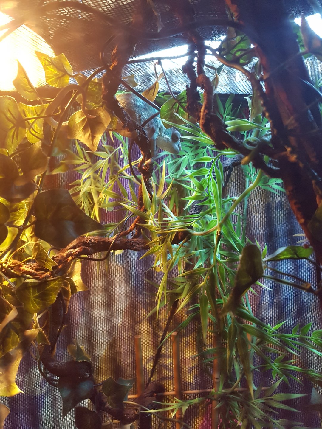 In his new larger house