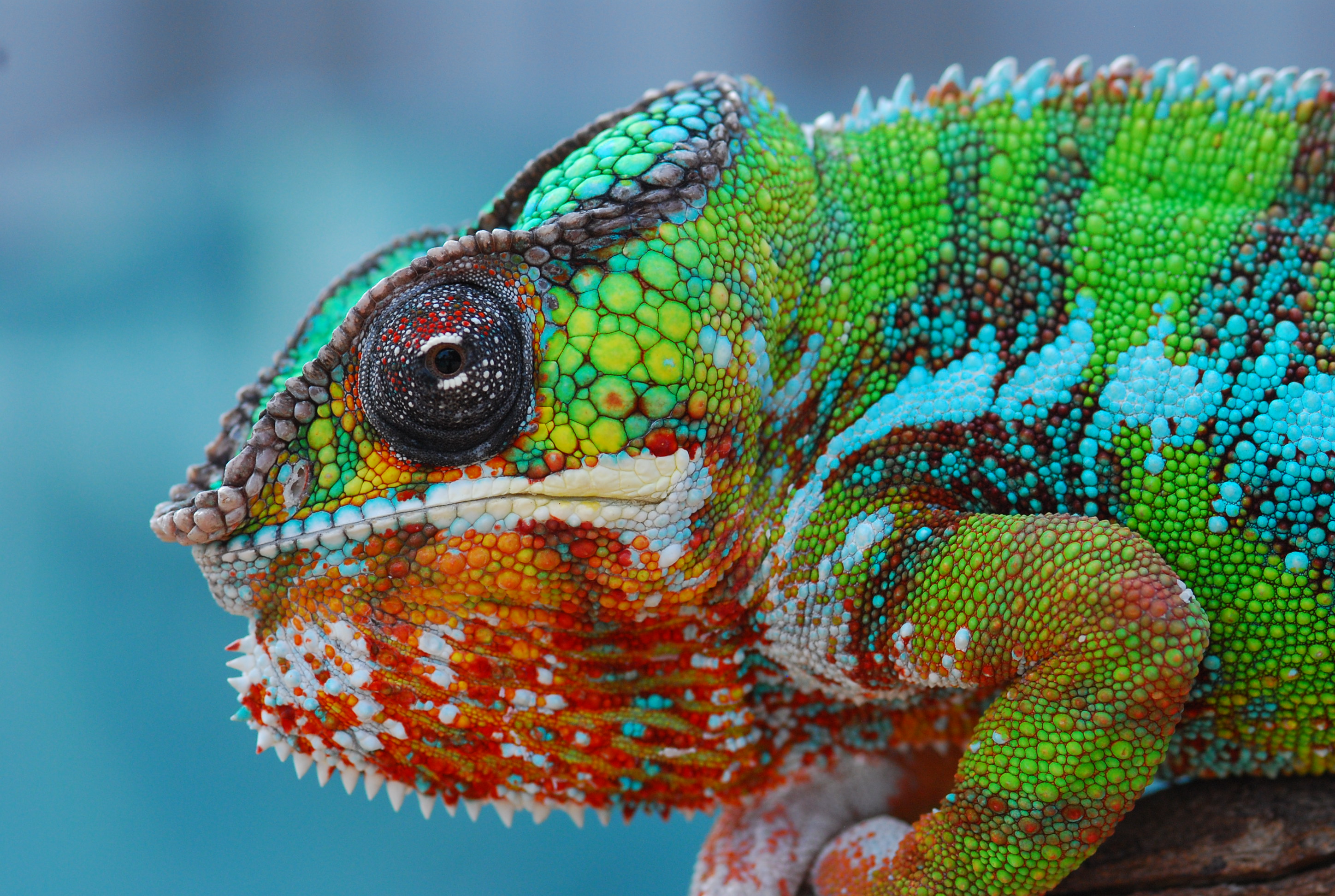 In Honor Of My Handsome Boy Sid