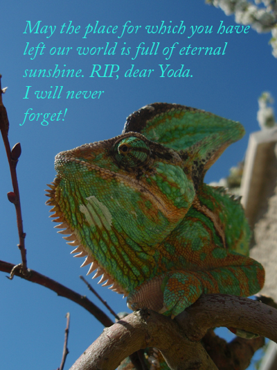 In Memory Of Yoda