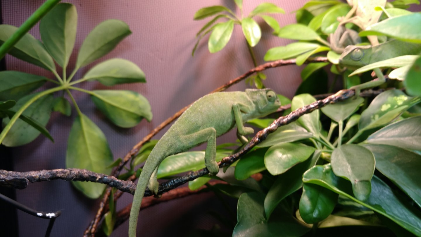 In the enclosure, much better!