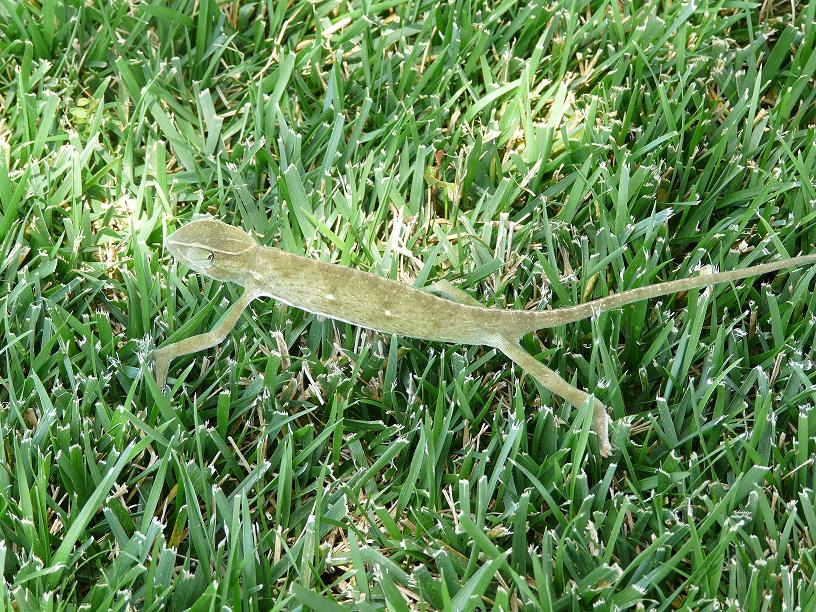 In The Grass