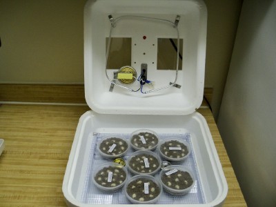 Incubator (hova-bator) Pic #3