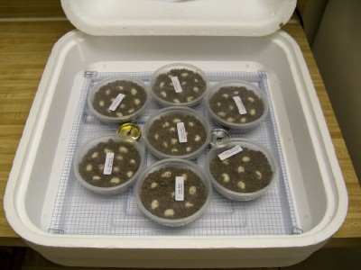 Incubator (hova-bator)