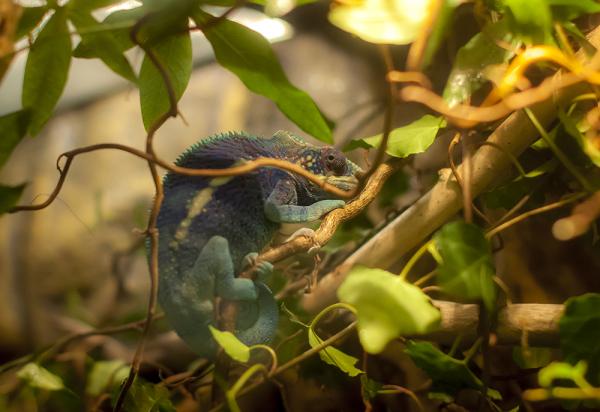 Incubus' first day at home, taking a rest and show us some pretty blue-purple coloration