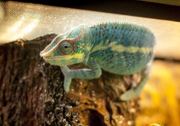 Incubus' ready for some breakfast