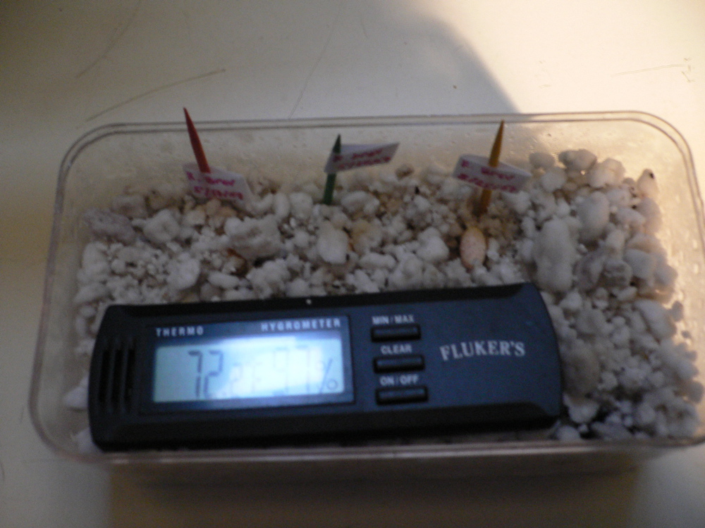 Ingrediants for a very tiny omlet!