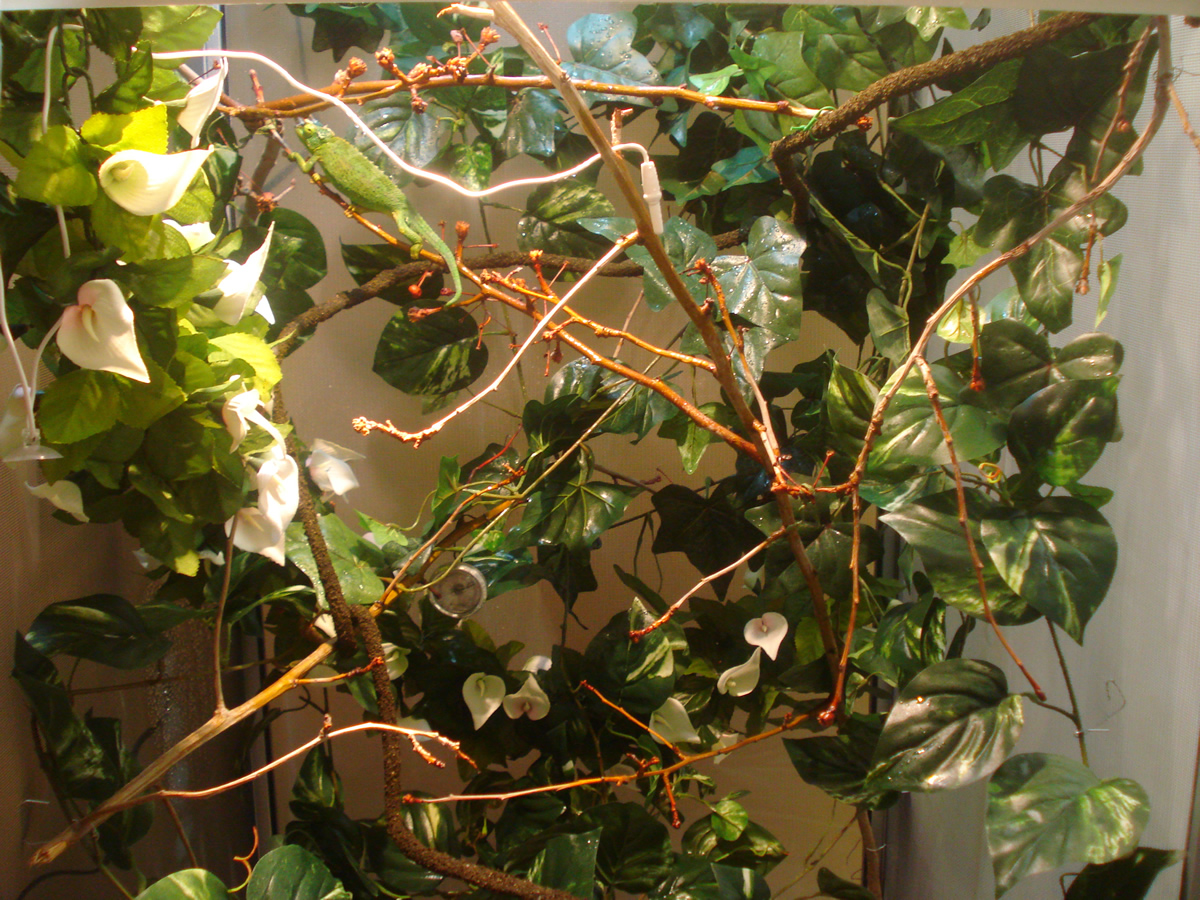 Inside Socrates's Enclosure