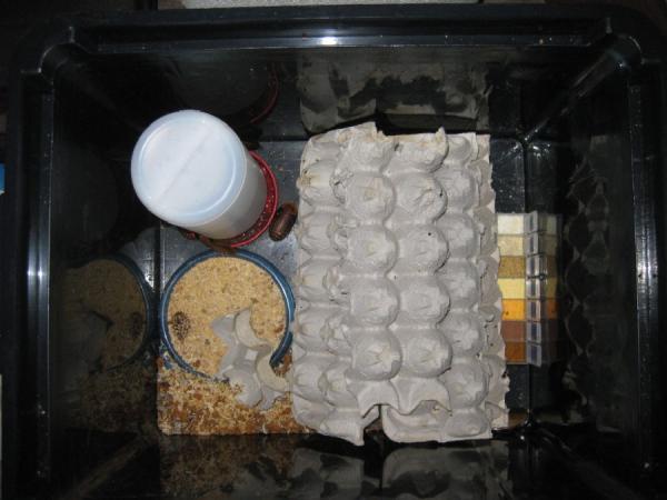 Inside the box, quail waterer with crystals in the ring part, plastic container lid for a food dish, all the frass and food bits are swept into the co