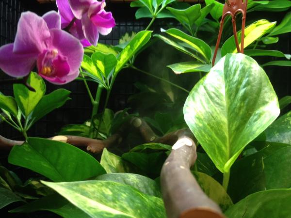 Inside the cage: Pothos and a moth orchid. You can see some fog rolling in in the background.