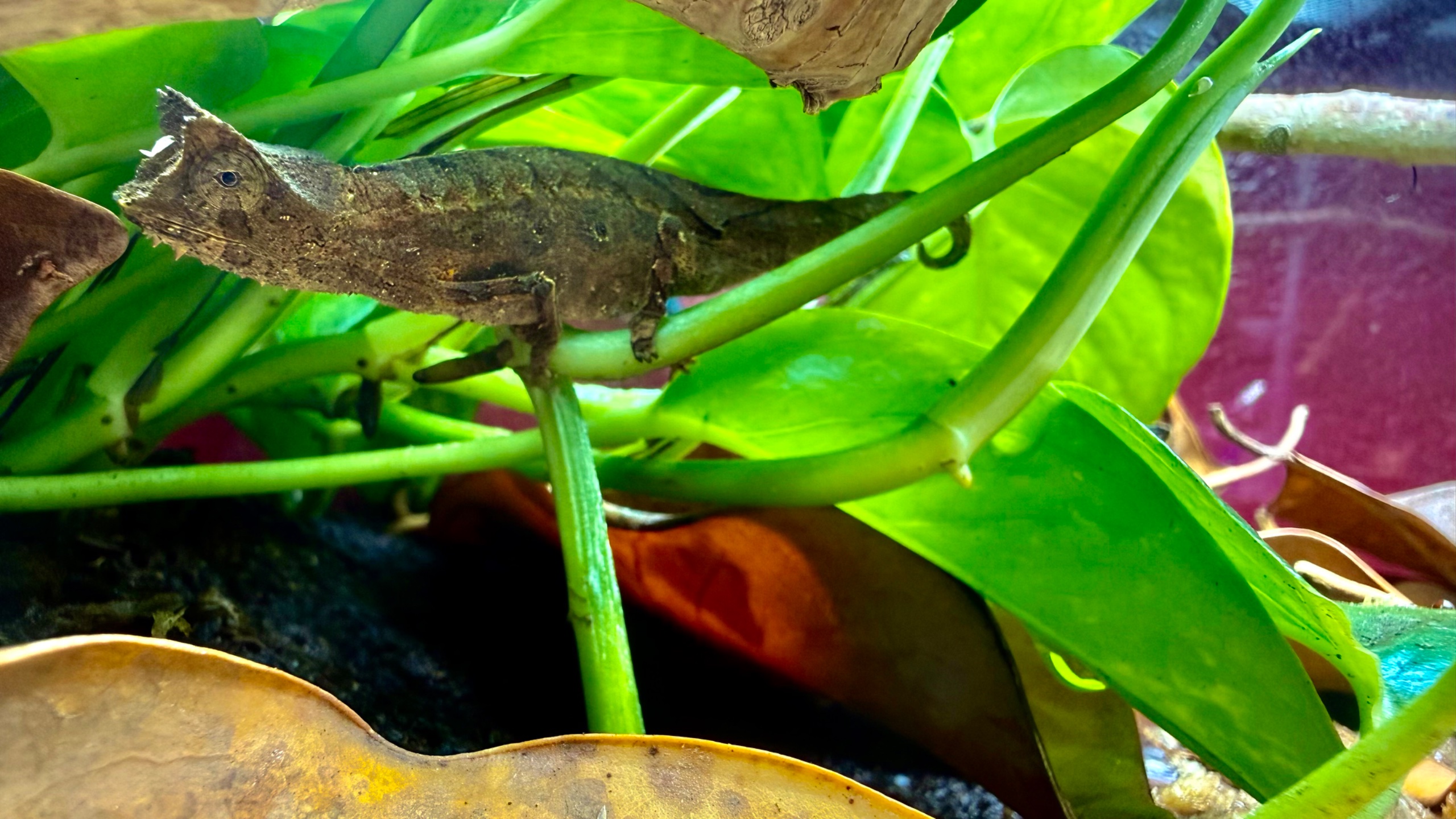 Introducing the Twiggy Leaf Chameleon: Eja
