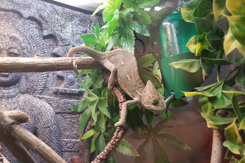 Investigating the dripping water bottle