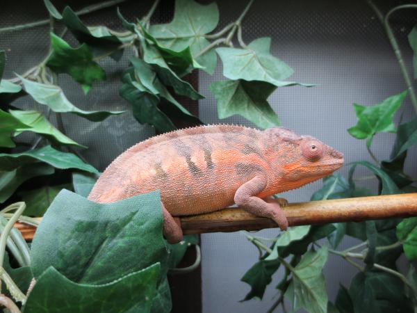 'Irene' [August 8, 2013] (Female BB Ambilobe)