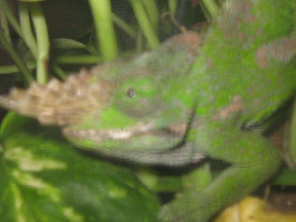 is that a cricket over there?? :)