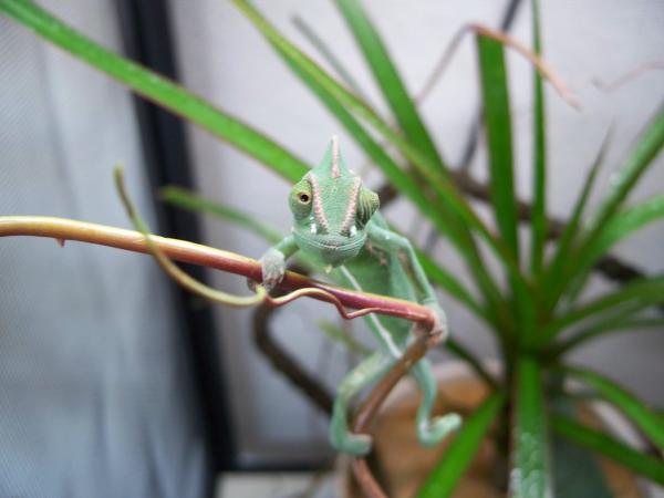 is that a cricket?