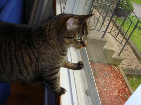 Is that a squirrel I see?