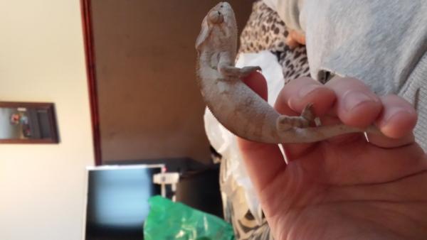 Is this a female or male panther help please