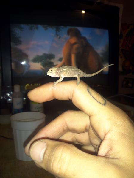 Is this pic a good pic to determine the sex of the Cham.