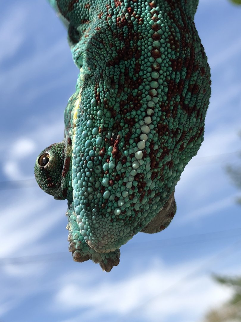 Its a bird!  Its a plane!