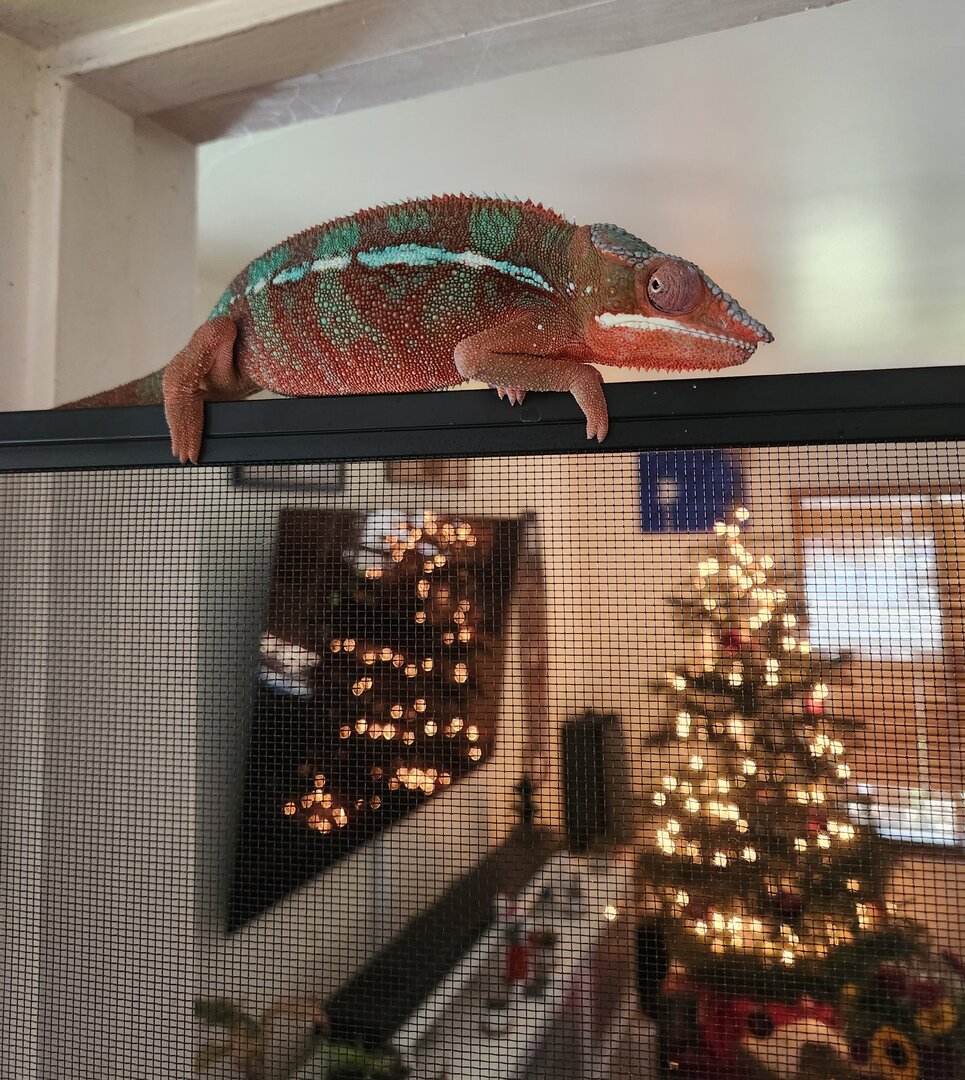 It's a holly, Paulie Christmas