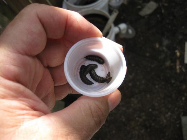 It's important to pupate them that they be full sized and ready for that next stage. Here are five I'm going to pupate in this mini cup.