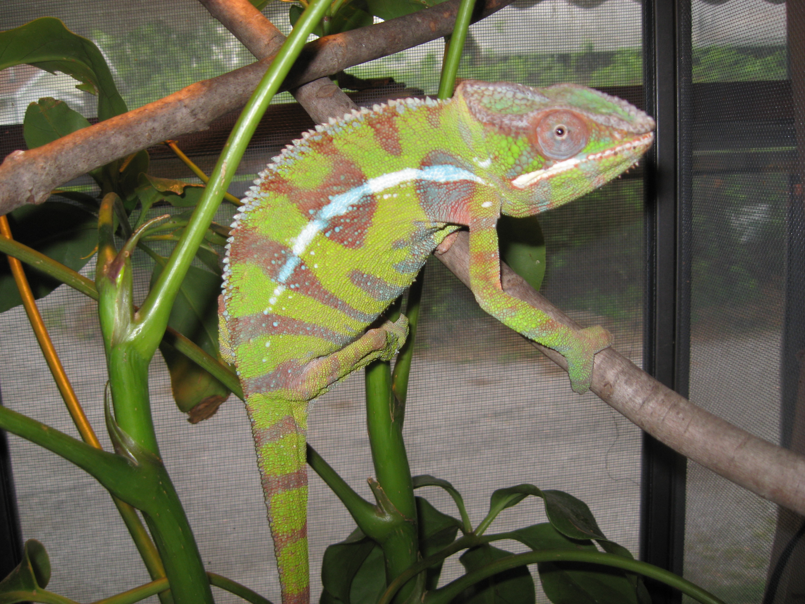 Ivan