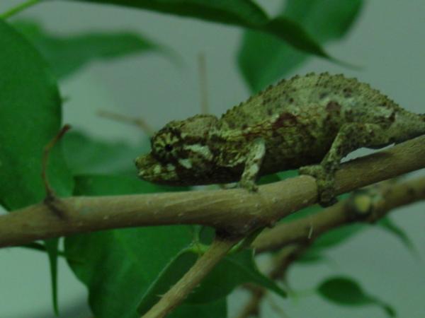 j.xantholophus, from Fabian Aguirre a whooping 3 grams!  Eating like a piglet. Cute as a button.
