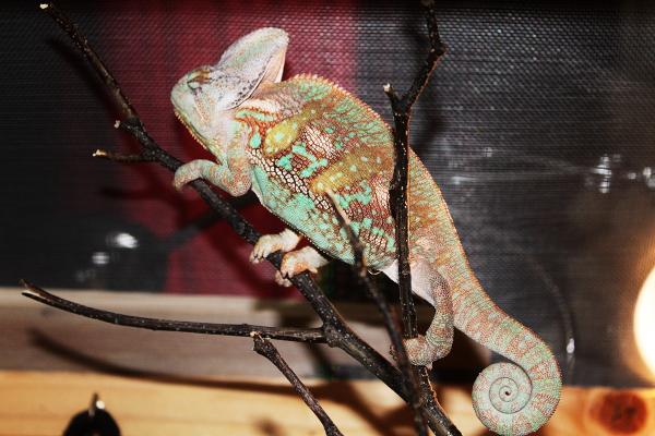 Jaba. One of our male Veiled breeders when he was a youngling.