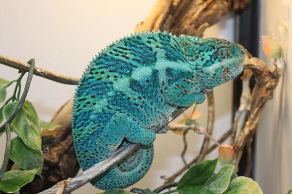 Jack Jr. Raiden's Son, from Trinity Chameleons (Canada)