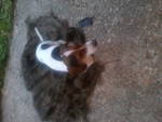 Jack, my male black/white/brown 1 year old standardbred dachshund