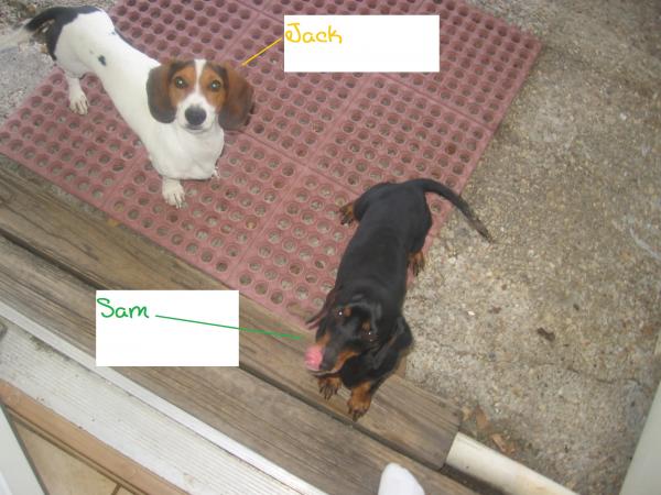Jack, my one year old male black/white/brown piebald standardbred dachshund.

Sam, my four year old male black/tan mini dachshund.