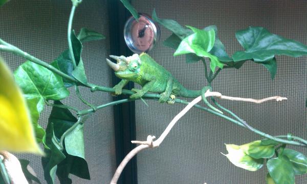 Jackson Chameleon at the Expo asking price $60