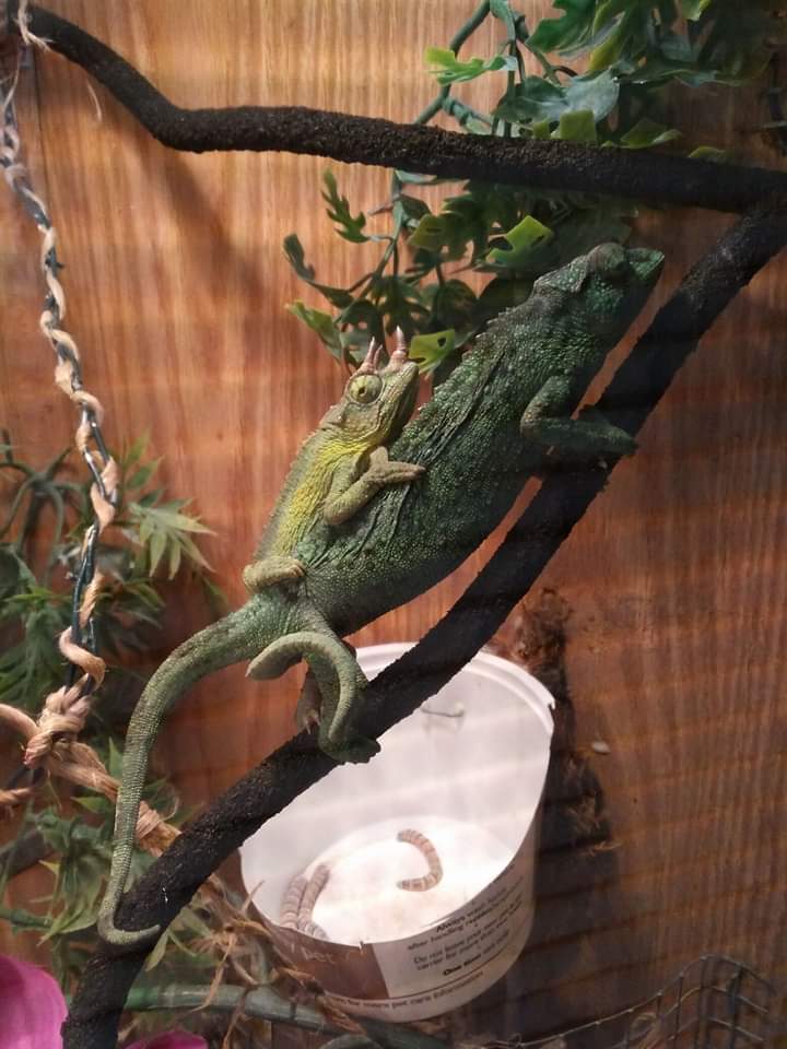 Jackson Chameleon mating