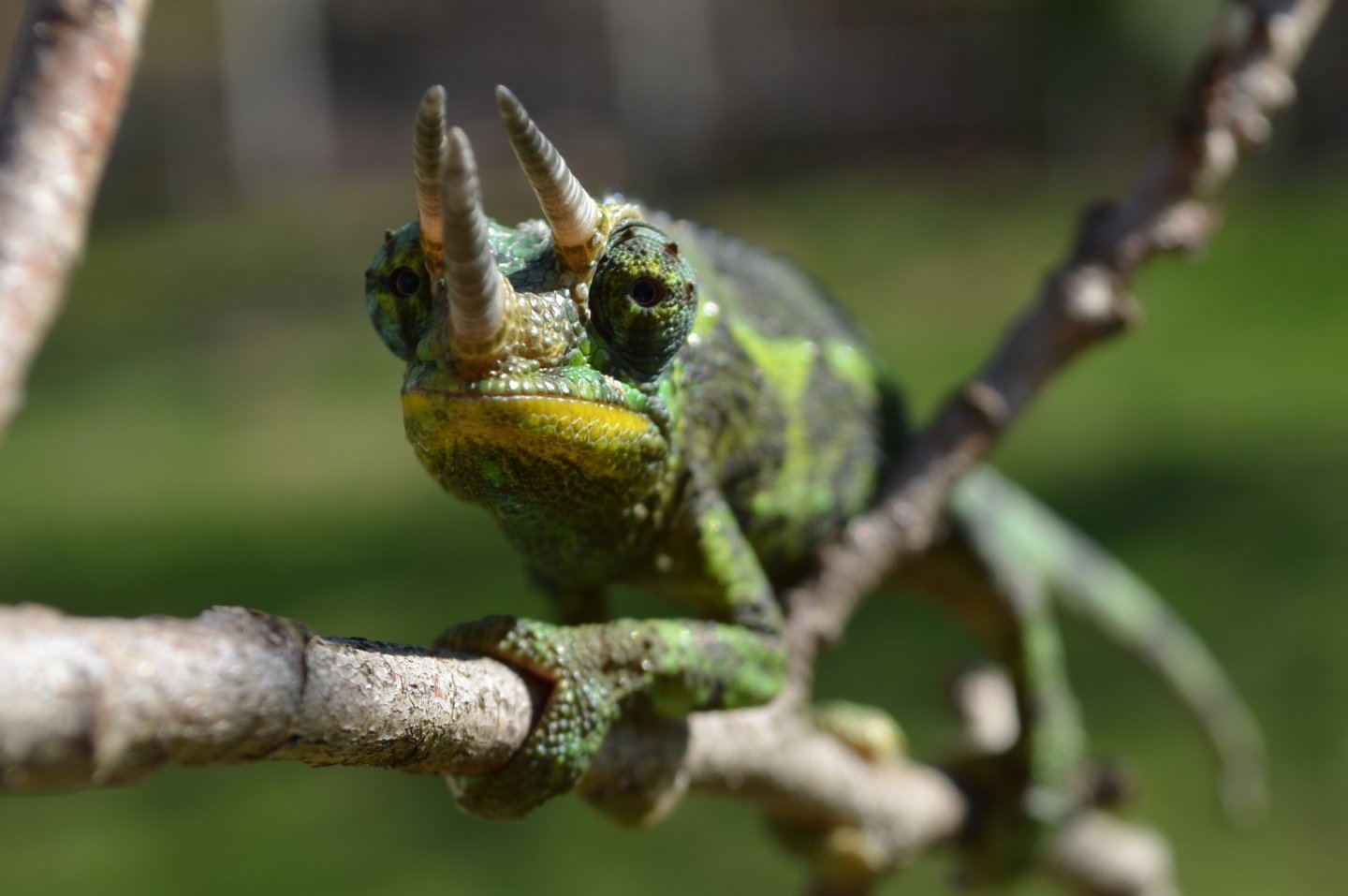 jackson chameleon | Chameleon Forums