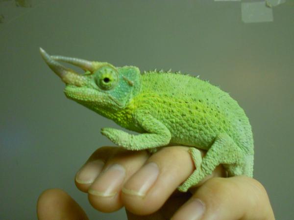 Jackson male 7 21 2011 002