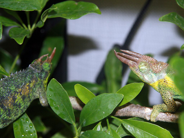 jacksonii jacksonii pair -male #2, female #2
