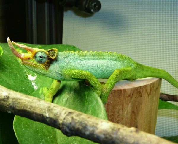 jacksonii merumontanus - male #1