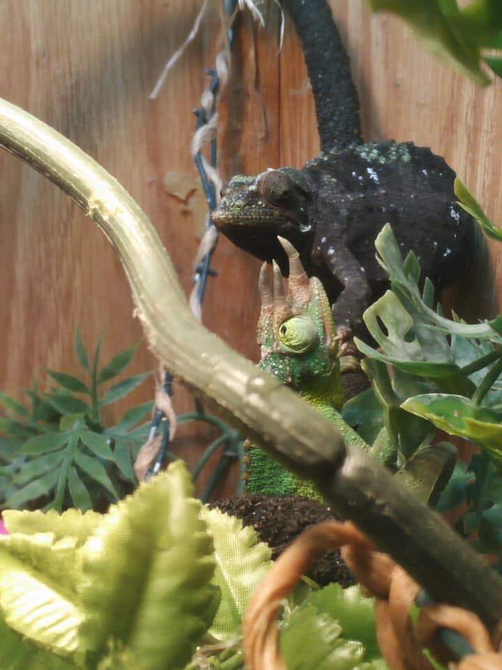 Jackson's Chameleon Choke Hold