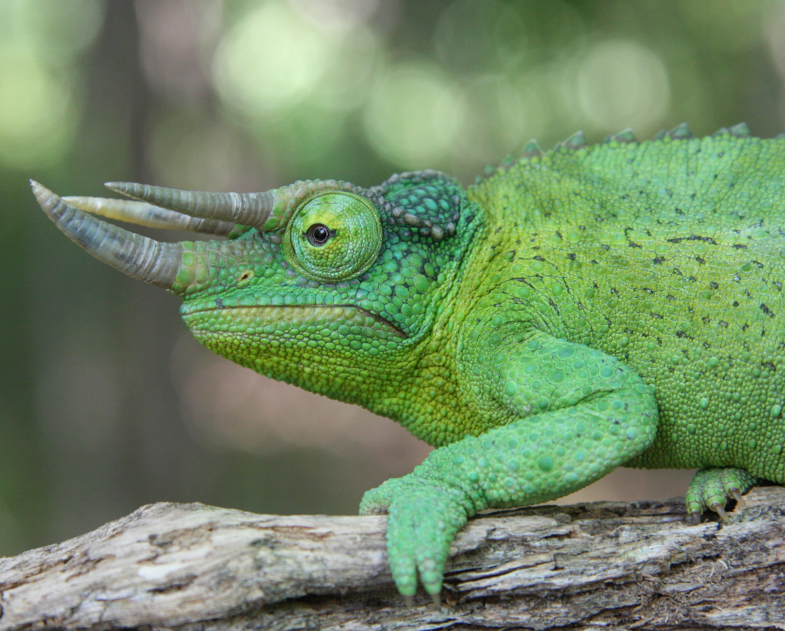 Jackson's Chameleon